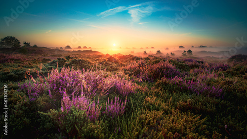 Obraz na plátně Sunrise over flowering pink heather in summer