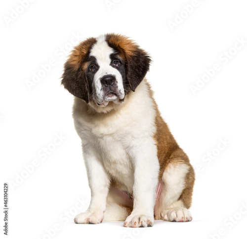Saint Bernard dog puppy ,three months old, sitting looking at camera, isolated on white