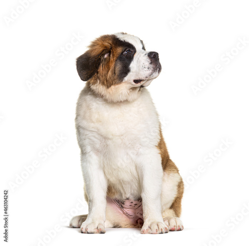 Saint Bernard dog puppy ,three months old, looking up, sitting, isolated on white