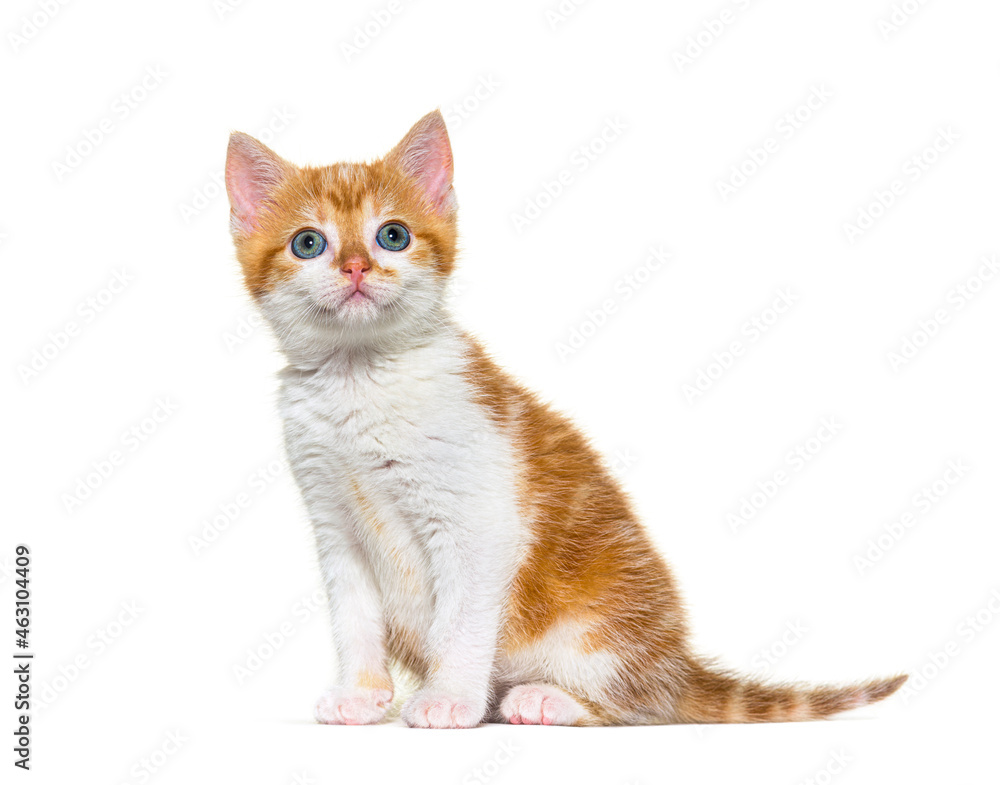 Kitten Mixed-breed cat ginger and white sitting and looking up, Isolated on white
