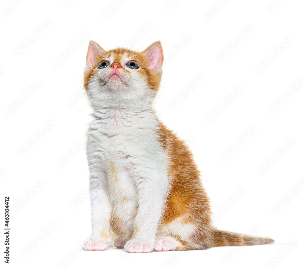 Looking up Kitten Mixed-breed cat ginger and white, Isolated on white
