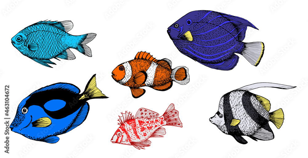 Naklejka premium Set of coral aquarium fish. Vector illustrations of angel fish, Chrysiptera, Pantodon, Amphiprion,Cirrhitidae,Paracanthurus
