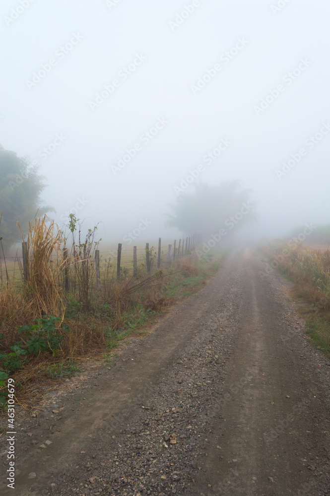 A rural road, plants, fences and a lot of fog.