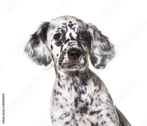 head shot portrait puppy english setter dog spotted black and white, two months old © Eric Isselée