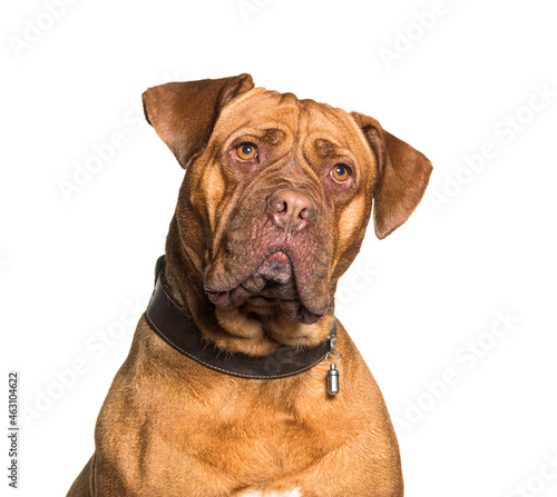 Dogue de Bordeaux wearing a collar ID, isolated on white