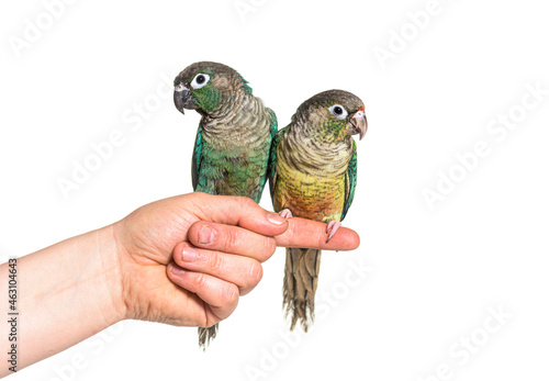 two Green Conure birds hold on an human hand, isolated