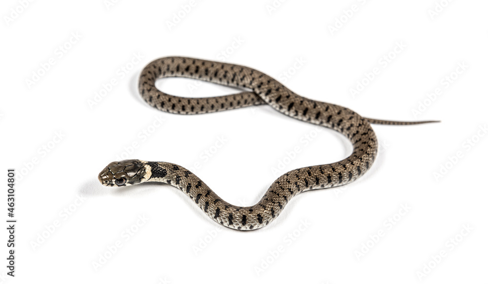 Grass snake, Natrix natrix, Isolated on white Grass snake, Natrix natrix, Isolated on white