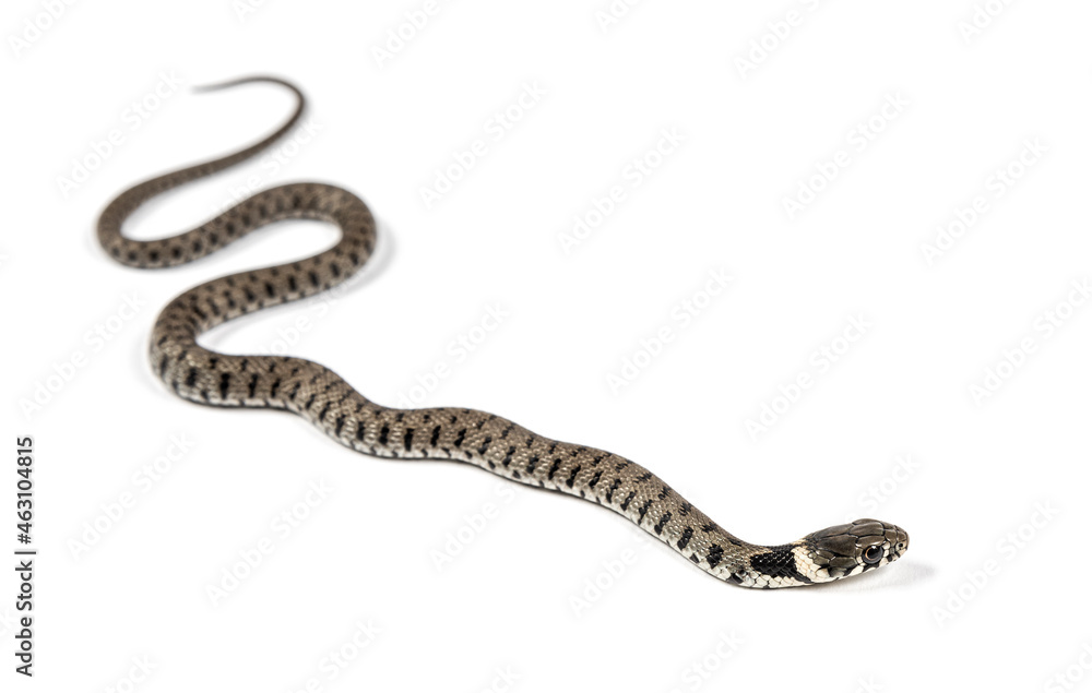 Grass snake, Natrix natrix, Isolated on white Grass snake, Natrix natrix, Isolated on white