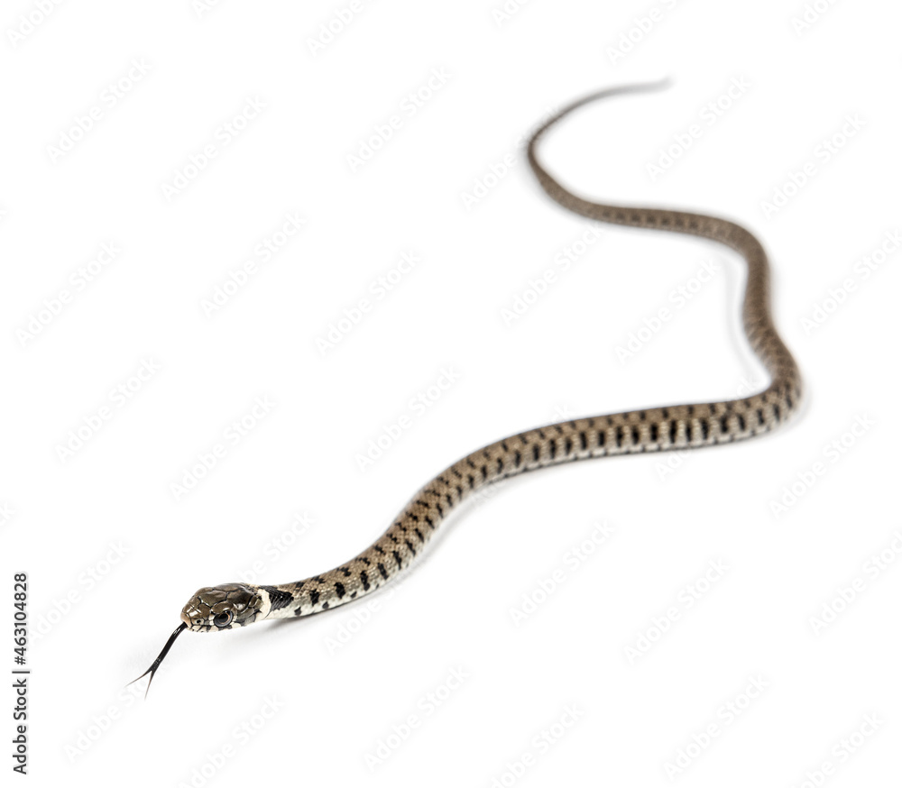 Naklejka premium Grass snake, Natrix natrix, Isolated on white