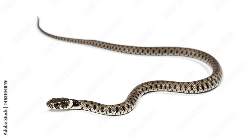 Grass snake, Natrix natrix, Isolated on white Grass snake, Natrix natrix, Isolated on white