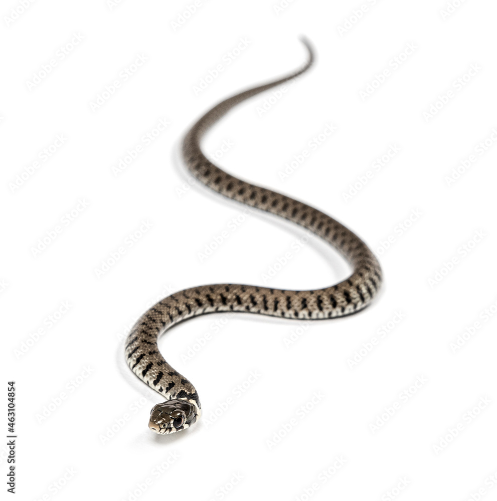 Grass snake, Natrix natrix, Isolated on white Grass snake, Natrix natrix, Isolated on white