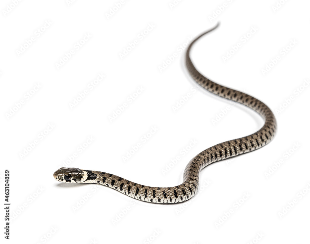 Fototapeta premium Grass snake, Natrix natrix, Isolated on white
