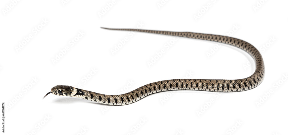 Grass snake, Natrix natrix, Isolated on white Grass snake, Natrix natrix, Isolated on white