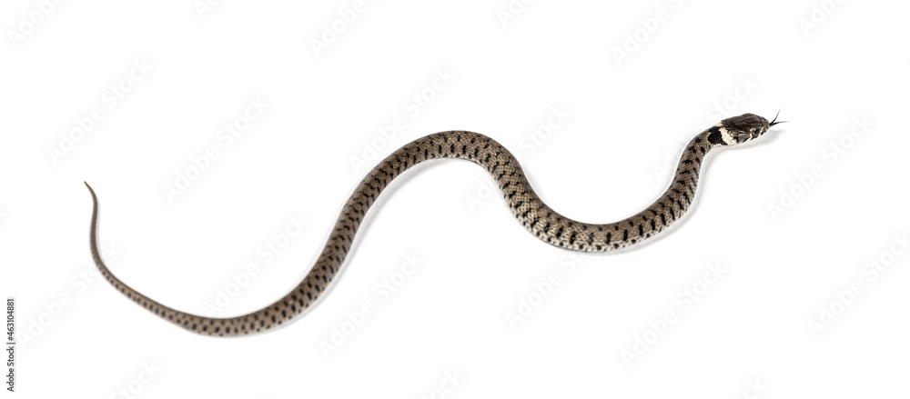 Grass snake, Natrix natrix, Isolated on white Grass snake, Natrix natrix, Isolated on white