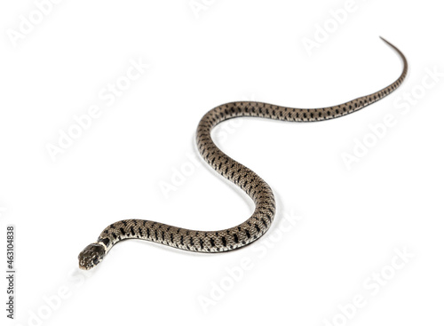 Grass snake crawling , Natrix natrix, Isolated on white