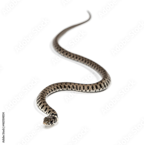 Wallpaper Mural Grass snake, Natrix natrix, Isolated on white Torontodigital.ca