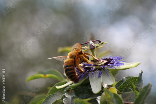 Abejorro alimentandose de la flor mar hermosa del litoral Santafesino, flor sudamericana. Passiflora caerulea, passionaria azul photo