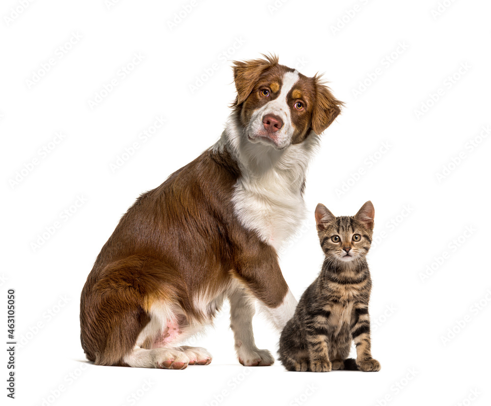 Cat and dog together in front of white background. Australian shepherd and crosse-breed cat, isolated on white Cat and dog together in front of white background. Australian shepherd and crosse-breed cat, isolated on white