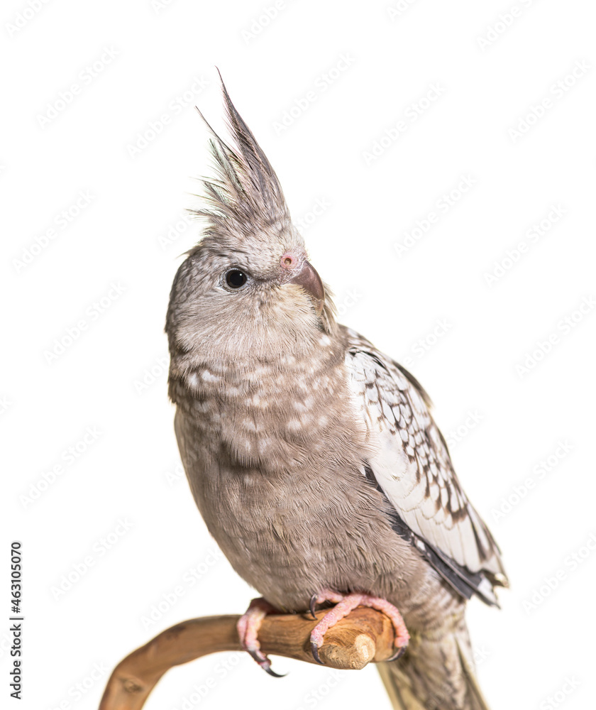 Fototapeta premium Cockatiel on a branch, isolated
