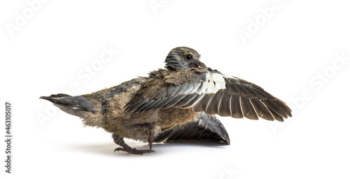 Young domestic pigeon falling out of the nest taking its first take off, learning to flight, against white background