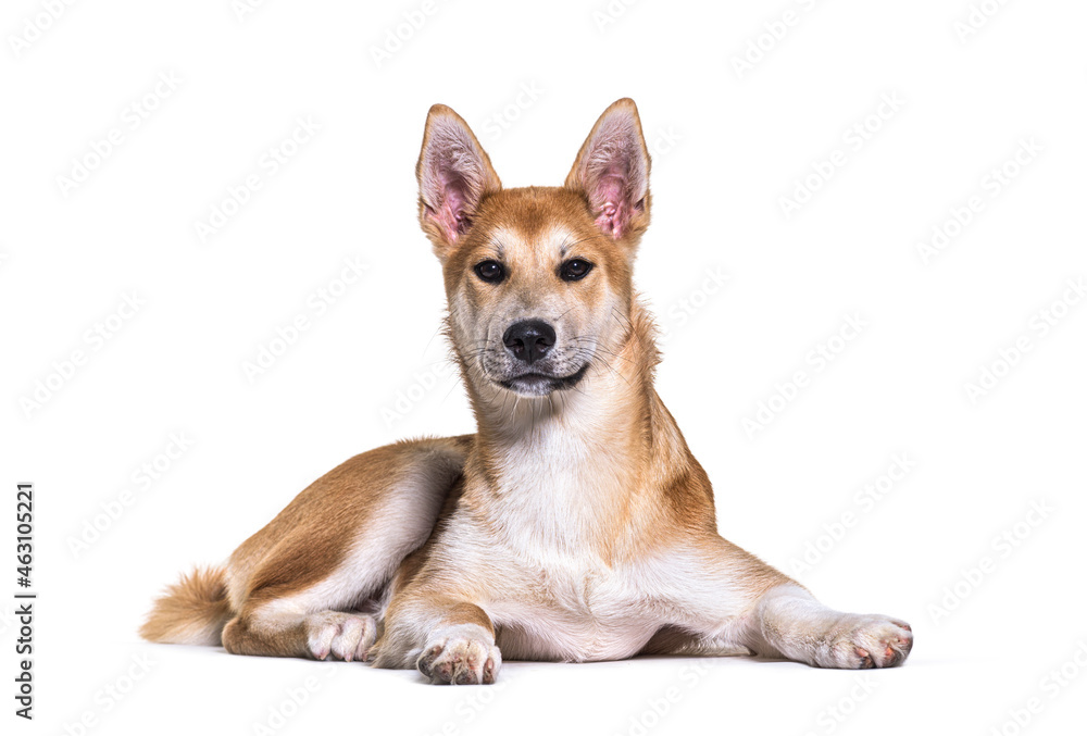 Alert Crossbreed dog lying down looking at camera, isolated on white