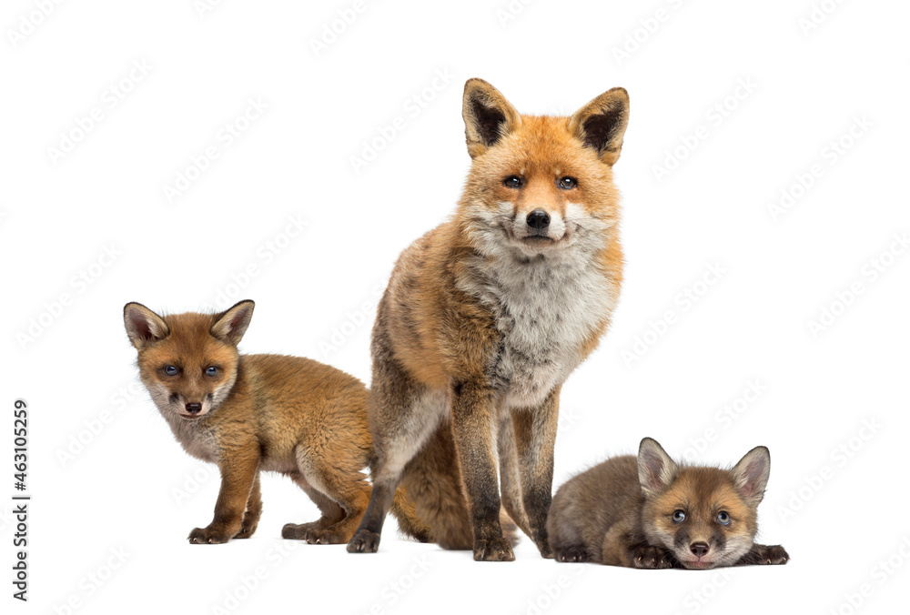 Fototapeta premium Seven weeks old fox cubs and they mother together, isolated on white