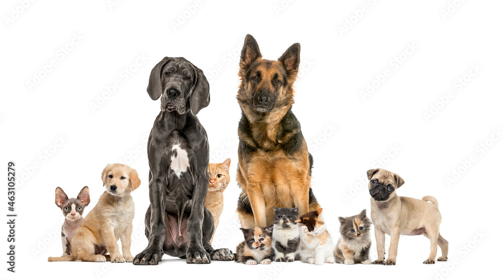 Cats and dogs Group in a row, isolated