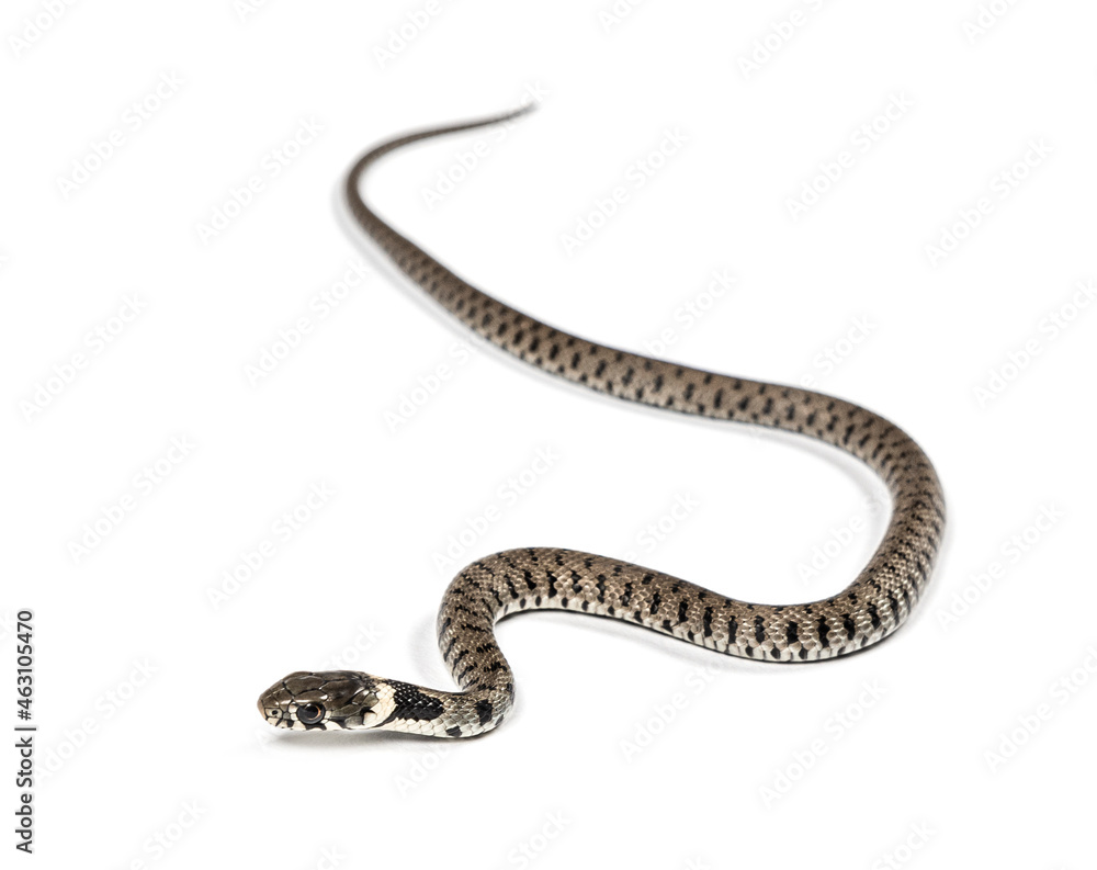 Fototapeta premium Grass snake, Natrix natrix, Isolated on white