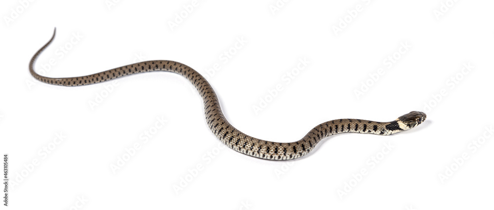Grass snake, Natrix natrix, Isolated on white Grass snake, Natrix natrix, Isolated on white