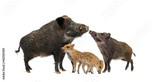 Photographie Family wild boar mother and baby, standing in front, isolated on white