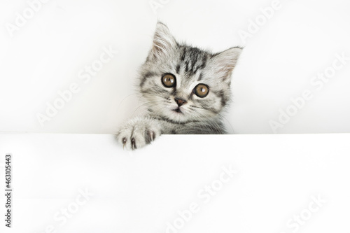 Face and paw of little Scottish Straight kitten peeks out curiously from behind a white background with copy space. Baby cat looking into the camera