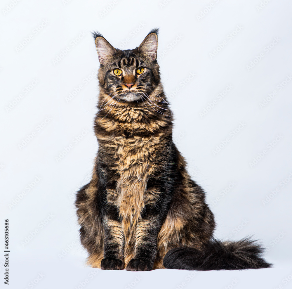 Main coon cat, sitting in front of grey background, yellow eyed