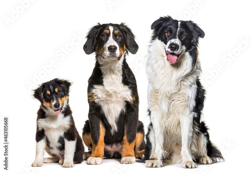 Group of three dogs sitting together in a row bernese Mountain Dog and border collie, looking at camera