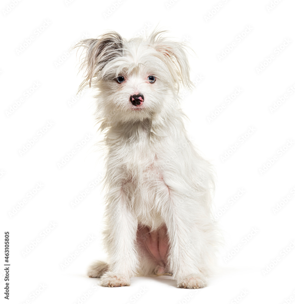 Pomeranian cheap x terrier