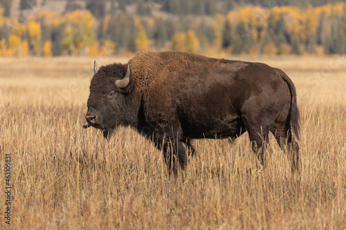 Fototapeta Naklejka Na Ścianę i Meble -  Bull Bison in Grand Teton National Park Wyoming in Autumn