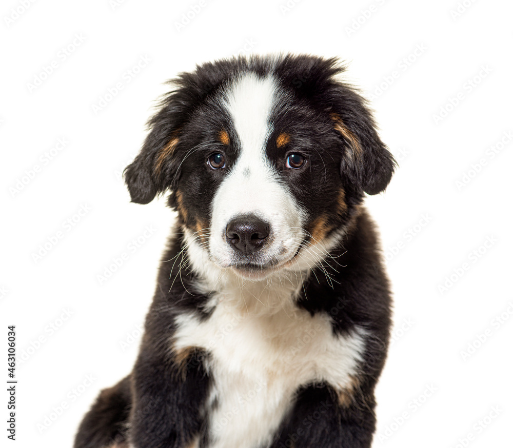Puppy Bordernese dog. Mixedbreed Border Collie and Bernese Mountain Dog; three months old