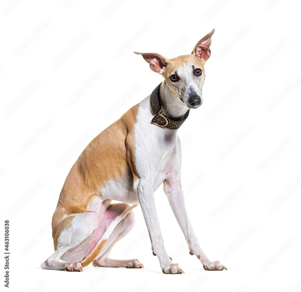 Sitting Whippet dog wearing a collar and looking at camera isolated on white Sitting Whippet dog wearing a collar and looking at camera isolated on white