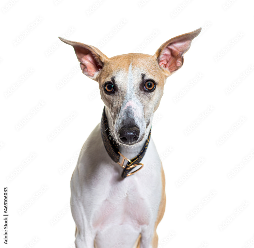 head shot of a Whippet dog facing wearing a collar, isolated on white