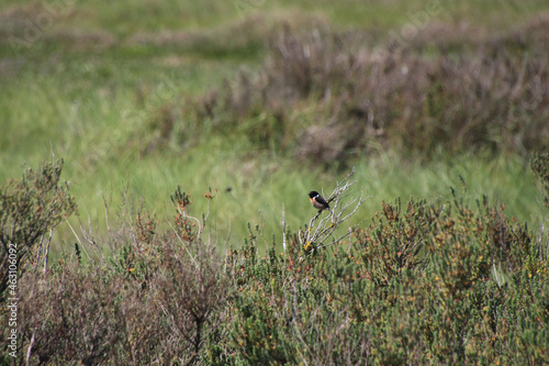 grass in the field © BC-Consulting