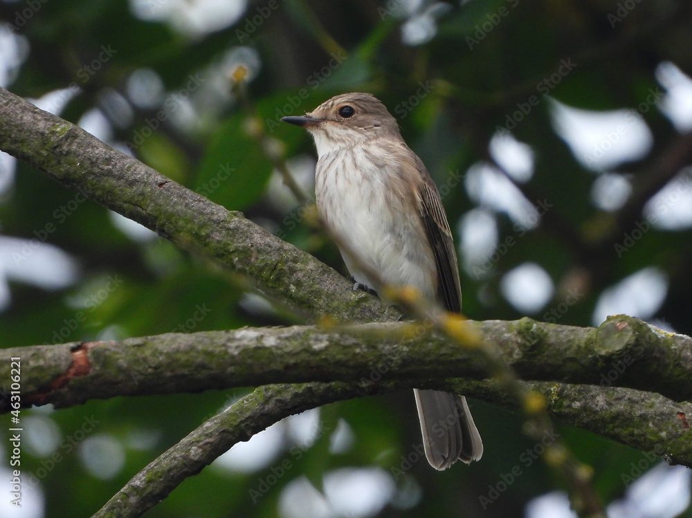 Birds of Europe: The spotted flycatcher (Muscicapa striata) Birds of Europe: The spotted flycatcher (Muscicapa striata)