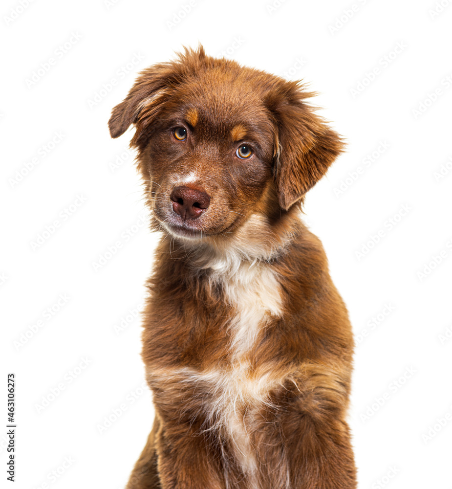 Head shot brown Australian shepherd dog looking at camera, isolated on white
