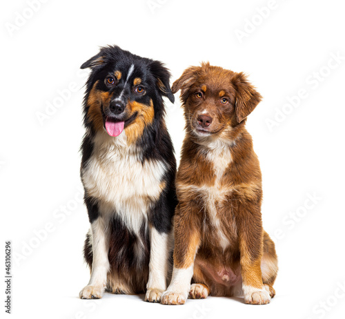 two Australian shepherd dogs sitting together, isolated on white