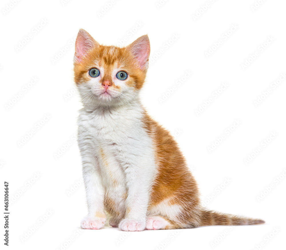 Fototapeta premium Kitten Mixed-breed cat ginger and white, Isolated on white