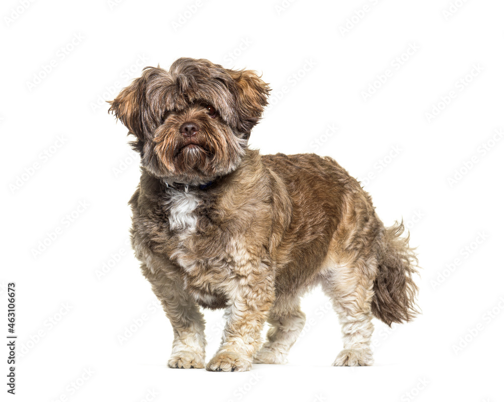Shichi dog is Shih Tzu Chihuahua Mix. Standing and isolated on white Shichi dog is Shih Tzu Chihuahua Mix. Standing and isolated on white