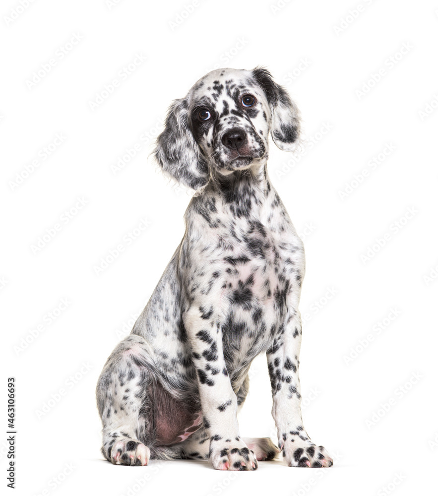 Sitting Puppy english setter spotted black and white, two months old, Isolated