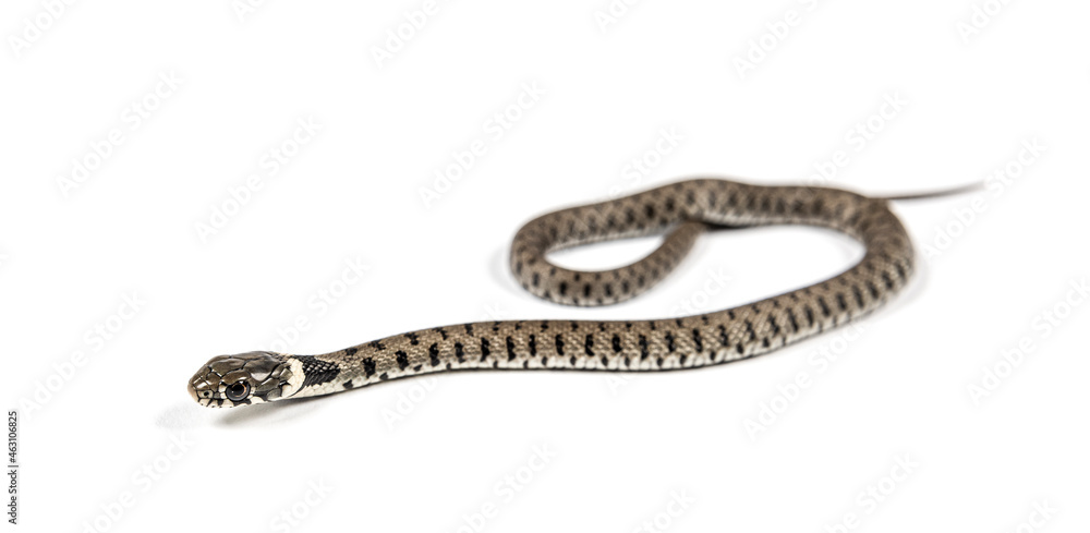 Grass snake, Natrix natrix, Isolated on white Grass snake, Natrix natrix, Isolated on white