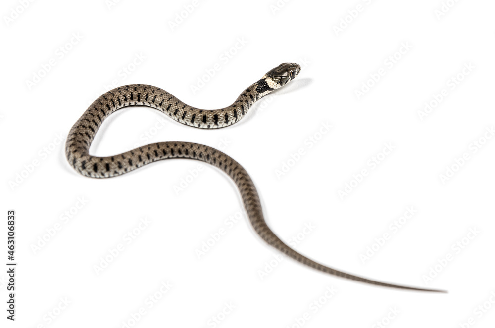 Grass snake, Natrix natrix, Isolated on white Grass snake, Natrix natrix, Isolated on white