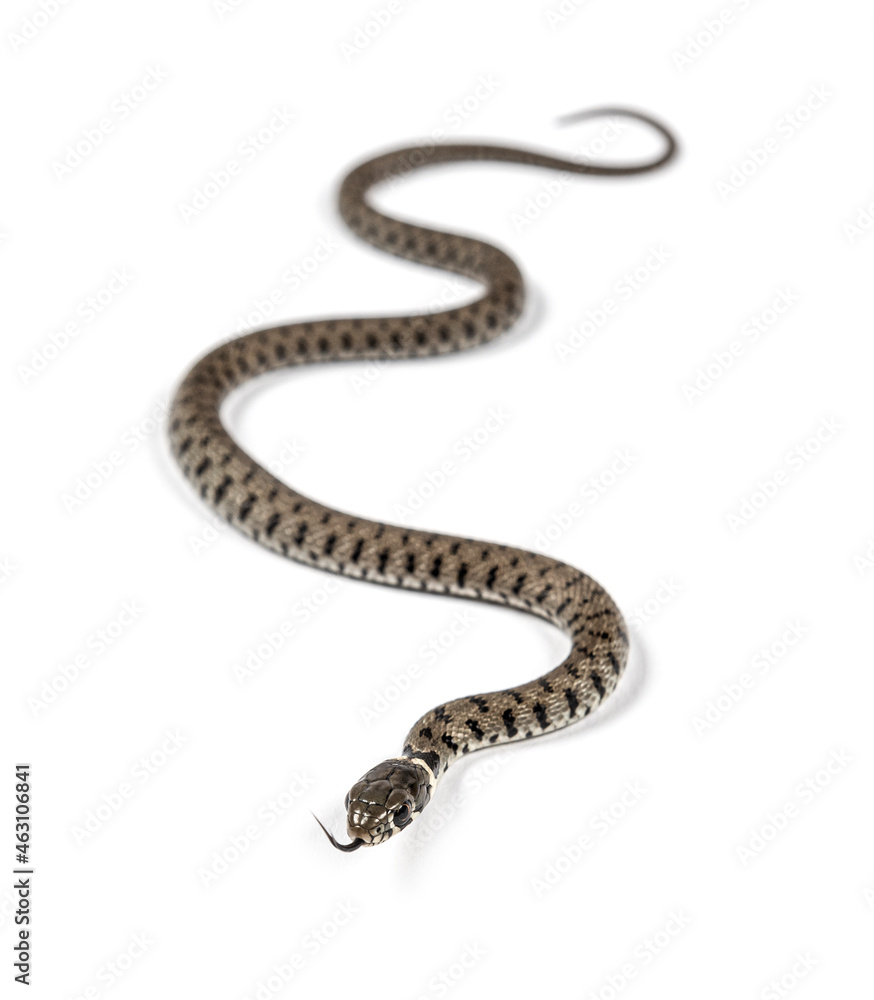 Grass snake, Natrix natrix, Isolated on white Grass snake, Natrix natrix, Isolated on white