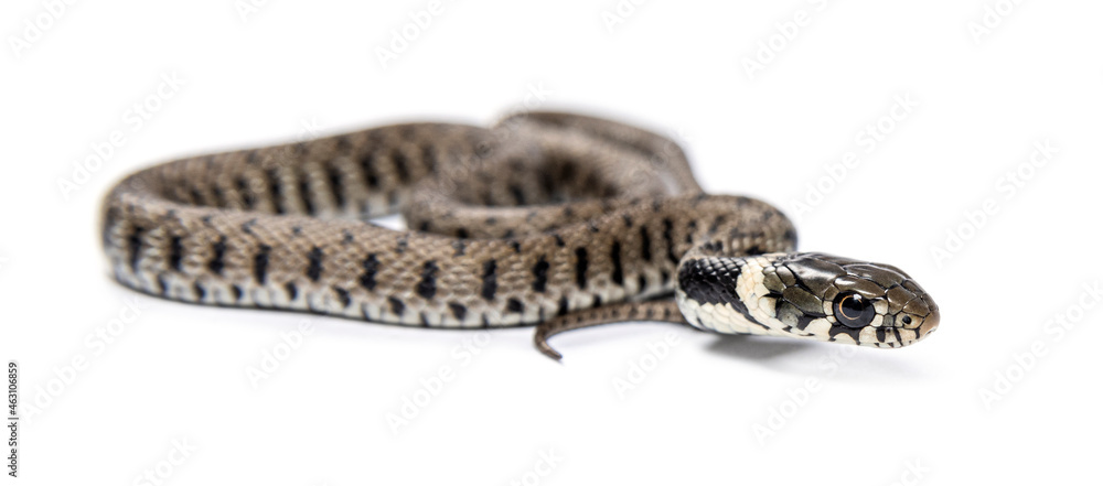 Grass snake, Natrix natrix, Isolated on white Grass snake, Natrix natrix, Isolated on white