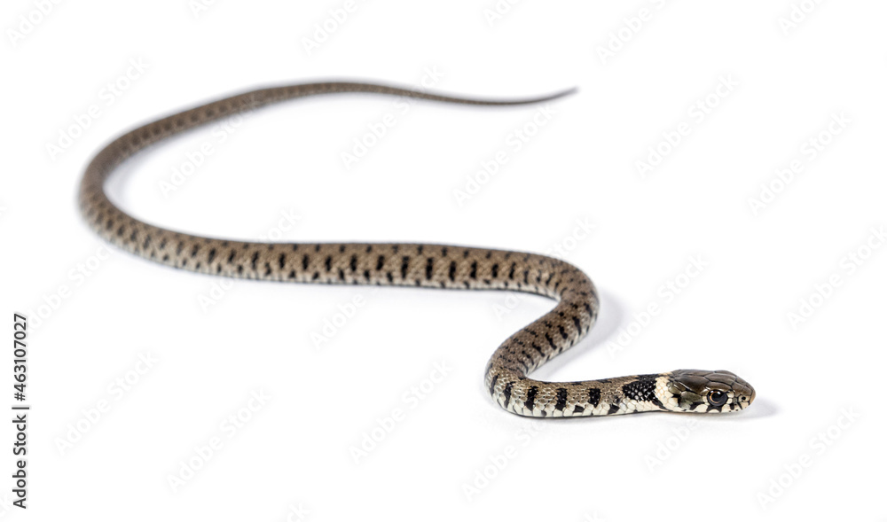 Fototapeta premium Grass snake, Natrix natrix, Isolated on white